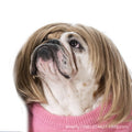 Peruca para animais de estimação, peruca para cães, cabelo encaracolado, cabelo liso, peruca de gato